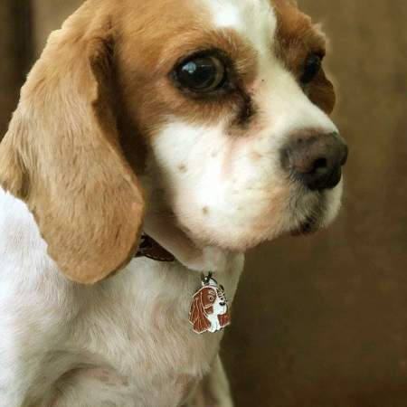 cavalier king charles spaniel puppy.jpg